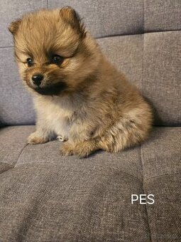 Pomeranian-nemecký špic