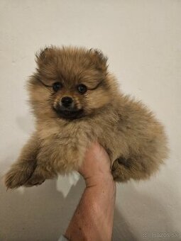 Pomeranian-nemecký špic