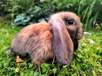 Mini Lop – zdrobnené baranovité králiky (Madagaskar) 🐰