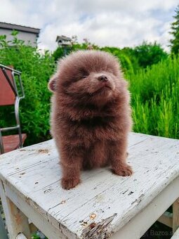 Pomeranian s PP fenočka