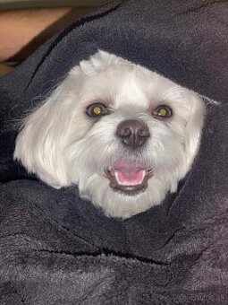 Mini maltezak