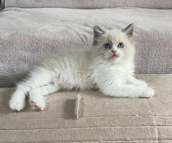 Ragdoll bez pp