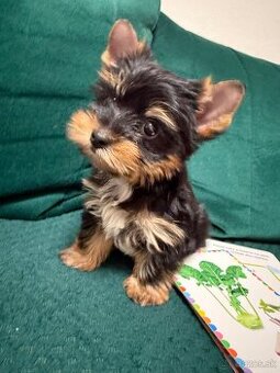 Mini yorkshir