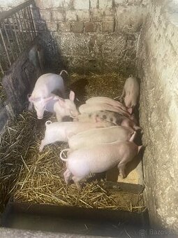 Predam odstavčata 60 eu ks