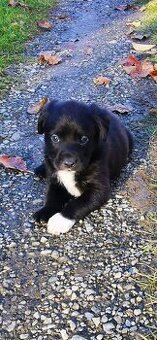 Labrador, šteniatka