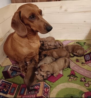 Šteniatka krátkosrtý jazvečík - 1