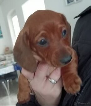 Šteniatka krátkosrtý jazvečík "štandard"