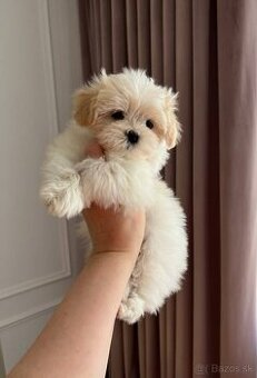 Maltipoo mini