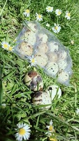 Prepeličie vajíčka (domáce)
