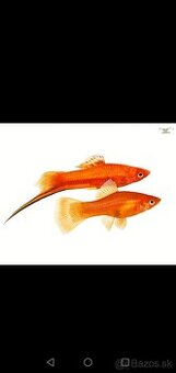 Mečúne mexické červené - Xiphophorus helleri red 15ks