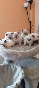 Ragdoll mačiatka, mačka