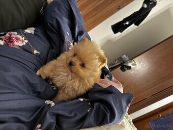 Pomerian