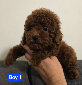 pudel 100% toy girl boy