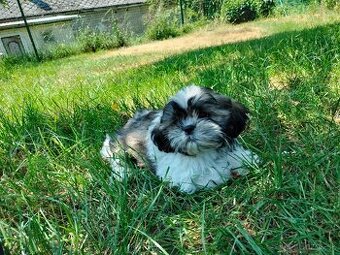 shi tzu, si-tzu, shitzu, si-cu
