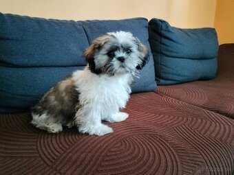 shi tzu, si-tzu, shitzu, si-cu