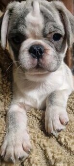 Mops