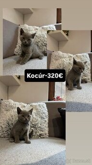 🐾 Na predaj rozkošné mačiatka 🐾