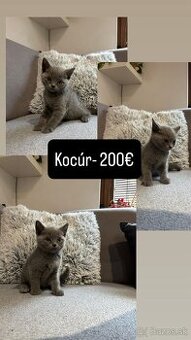 🐾 Na predaj rozkošné mačiatka 🐾