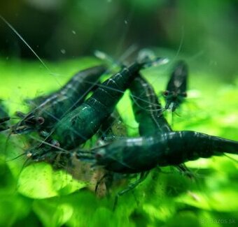 Neocaridina Dark Green Jade