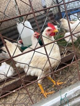 Kohúty Leghorn - 1