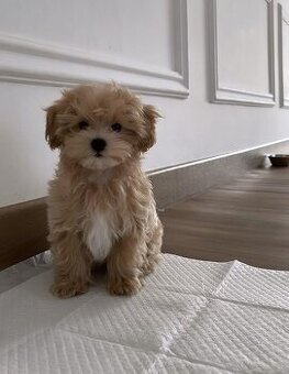 Kúpim šteniatko Maltipoo