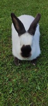 Kalifornský Králik