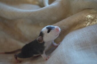 Potkaníky s rodokmeňom - rezervácie