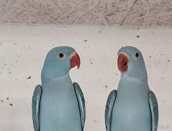 Alexander Malý s DNA