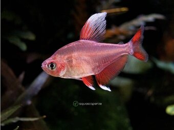 Akvarijne rybicky výhodné,s chovnicky🐟🦐