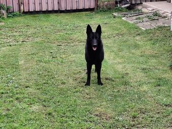 Predám fenu nemeckého ovčiaka