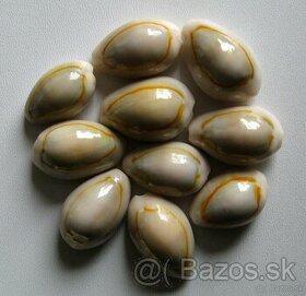 Porcelánovec krúžkový 10 kusov - 1