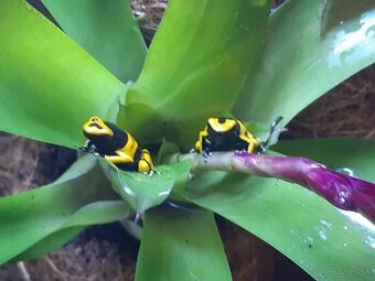 Dendrobates leucomelas