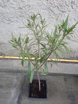 Oleander - 1