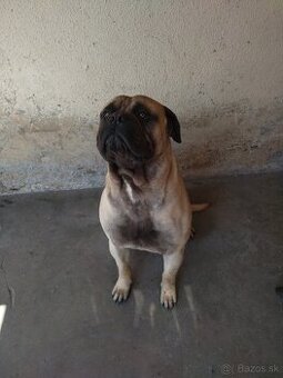 Bullmastiff