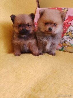 pomeranian - 1