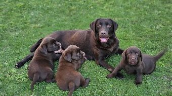 Cokoladovy Labrador