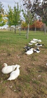 Kačica pižmová ešte kusy k predaju