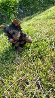 Yorkshirsky terier mini, yorkI, york