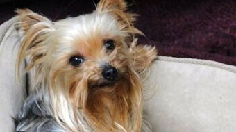 yorkshirsky terier mini