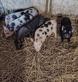 Vietnamské prasiatka  prasatá