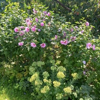 Ibištek sirsky a iné..