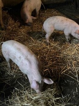 Predám odstavčatá