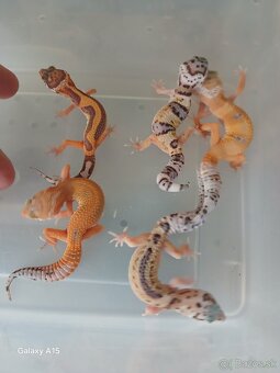 Gekončik nočny - 1