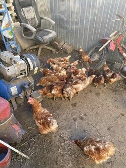 predam domace sliep-ky na polievku