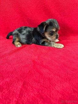 York, yorkshirsky terier