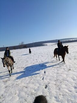 Ponúkam jazdenie na koňoch 🐴