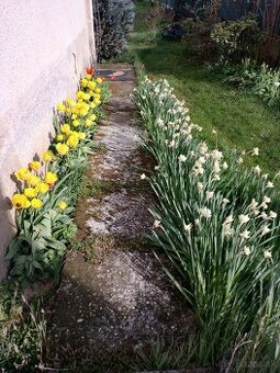 Tulipany, narcisi, sviba ine kvety za cokoladu