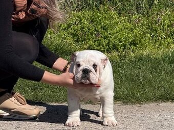 Anglicky Bulldog,English Bulldog,buldog, buldok