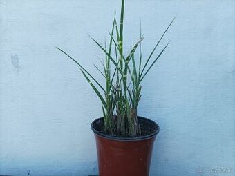 Miscanthus 'Gold Bar' - ozdobnica