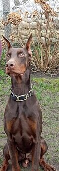 Doberman